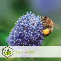 Ceanothus Thyrsiflorus Repens - Set De 2 - Arbuste - Pot 17cm - Hauteur 60-70cm -VIDAXL Soldes Magasin 6459513fd62423.36549364