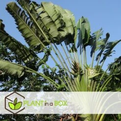 Ravenala Madagascariensis - Set De 3 - Palmier - Pot 9cm - Hauteur 25-40cm -VIDAXL Soldes Magasin 6459515dbfa1c9.26075985