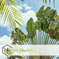 Ravenala Madagascariensis - Set De 3 - Palmier - Pot 9cm - Hauteur 25-40cm -VIDAXL Soldes Magasin 6459515dc6f232.05347240