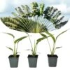 Ravenala Madagascariensis - Set De 3 - Palmier - Pot 9cm - Hauteur 25-40cm -VIDAXL Soldes Magasin 6459515dce3cb1.23521602