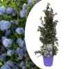 Ceanothus Thyrsiflorus Repens - Arbuste - Pot 17cm - Hauteur 60-70cm -VIDAXL Soldes Magasin 645951673467f8.43089093
