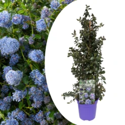 VIDAXL Soldes Magasin 38 Ceanothus Thyrsiflorus Repens - Arbuste - Pot 17cm - Hauteur 60-70cm