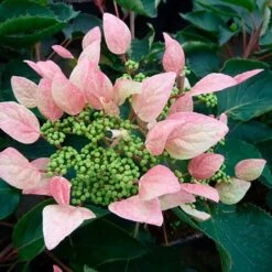 Schizophragma Hydrangeoides 'roseum' - Schizophragma Hydrangeoides 3l -VIDAXL Soldes Magasin 645d6487257c62.48362982