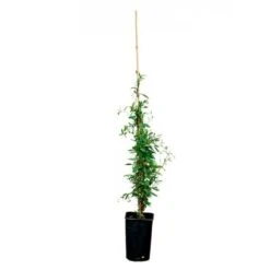 Sollya Heterophylla "alba" - Sollya Heterophylla 3l -VIDAXL Soldes Magasin 6462273d4d69c0.06698975