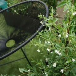 Sollya Heterophylla "alba" - Sollya Heterophylla 3l -VIDAXL Soldes Magasin 6462273d5708b7.55576589