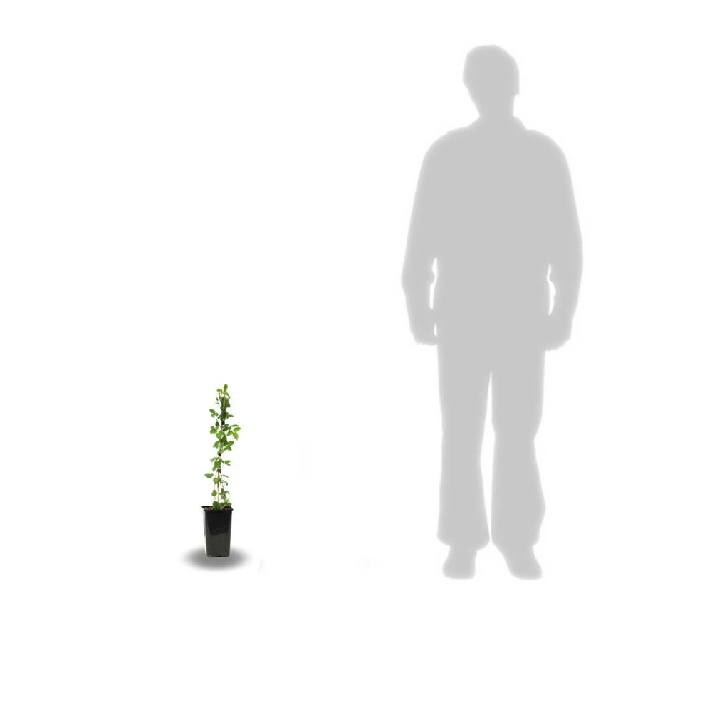 Clématite Montana Starlet® White Perfume 'fpdw2009/pot De 1,5l 3 Clématite Montana Starlet® White Perfume 'fpdw2009/pot De 1,5l