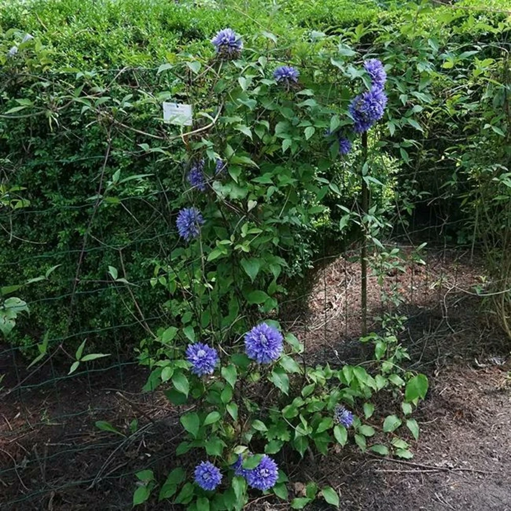 Clématite Diamantina Regal® Evipo039(n) - Clematis 3l 4 Clématite Diamantina Regal® Evipo039(n) - Clematis 3l – Image 2