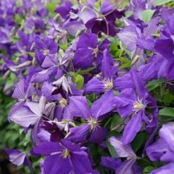 Clématite 'jackmanii' - Clematis 3l -VIDAXL Soldes Magasin 647d2d29efc327.18821976
