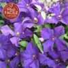 Clématite 'jackmanii' - Clematis 3l -VIDAXL Soldes Magasin 647d2d2a1088d8.58077957