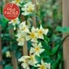 Jasmin étoilé Jaune - Trachelospermum Asiaticum 3l -VIDAXL Soldes Magasin 647d2d2b20bdd1.36561919