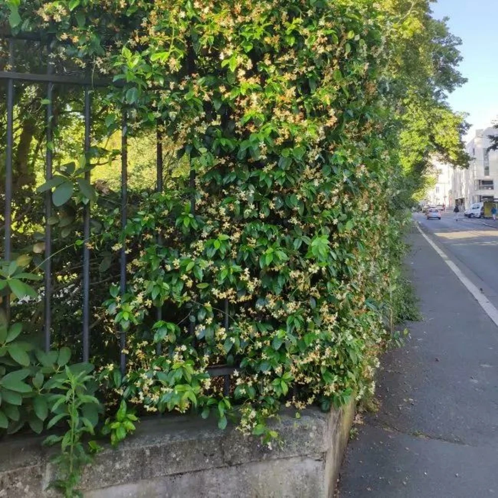 Jasmin étoilé Jaune - Trachelospermum Asiaticum 3l 4 Jasmin étoilé Jaune - Trachelospermum Asiaticum 3l – Image 2