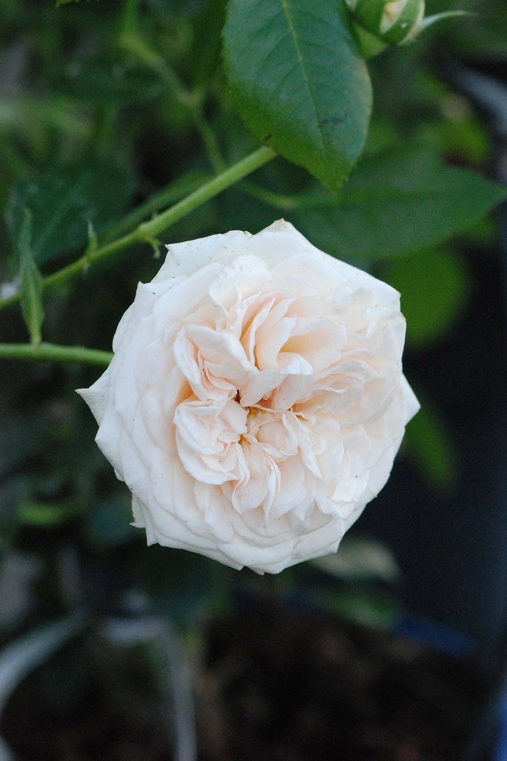 Rosier Décorosiers ? 'amber Voluptia ?' - 5l 3 Rosier Décorosiers ? 'amber Voluptia ?' - 5l