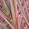 Cordyline 'southern Splendour' - 5l 2 Cordyline 'southern Splendour' - 5l -VIDAXL Soldes Magasin 648993b038eb34.75331609