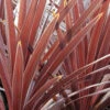 Cordyline 'red Star' - 5l -VIDAXL Soldes Magasin 648993b09ed626.30952717