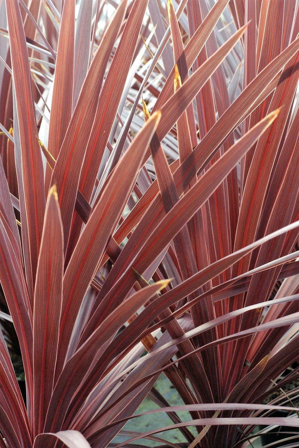 Cordyline 'red Star' - 5l 3 Cordyline 'red Star' - 5l