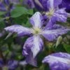 Clématite 'tie Dye' Clematis Jackmanii 3l 2 Clématite 'tie Dye' Clematis Jackmanii 3l -VIDAXL Soldes Magasin 648993b108c896.43478852