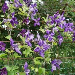Clématite 'tie Dye' Clematis Jackmanii 3l -VIDAXL Soldes Magasin 648993b12a7d77.11995738