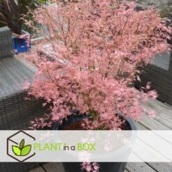Japanese Maple 'taylor' - 'limited Edition' - Pot 19cm - Hauteur 60-70cm 10 Japanese Maple 'taylor' - 'limited Edition' - Pot 19cm - Hauteur 60-70cm -VIDAXL Soldes Magasin 64932591647bf2.45258243
