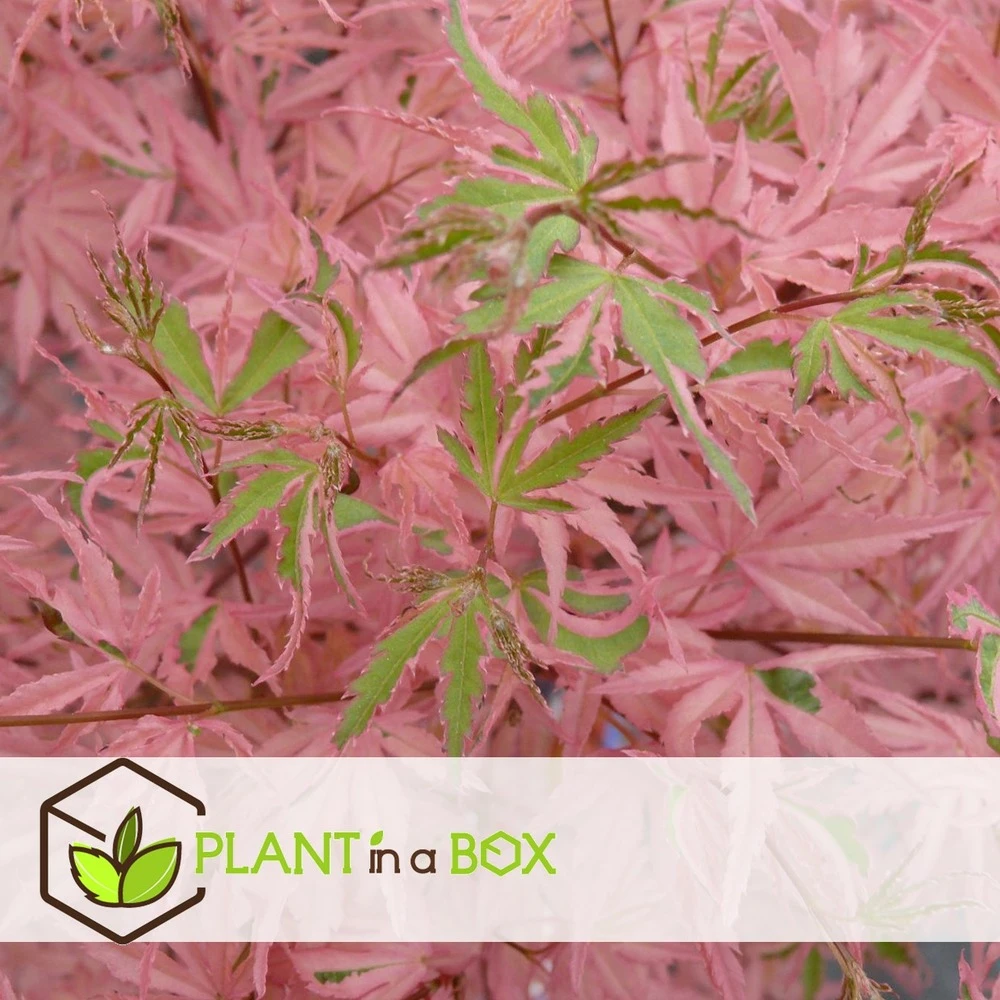 Japanese Maple 'taylor' - 'limited Edition' - Pot 19cm - Hauteur 60-70cm 4 Japanese Maple 'taylor' - 'limited Edition' - Pot 19cm - Hauteur 60-70cm – Image 2