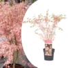 Japanese Maple 'taylor' - 'limited Edition' - Pot 19cm - Hauteur 60-70cm -VIDAXL Soldes Magasin 64932591806539.97645782