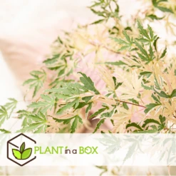 Japanese Maple 'taylor' - 'limited Edition' - Pot 19cm - Hauteur 60-70cm 13 Japanese Maple 'taylor' - 'limited Edition' - Pot 19cm - Hauteur 60-70cm -VIDAXL Soldes Magasin 64932591b4e217.18472860