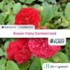 11 X Rosier Paysager Fairy Donkerrood En Godet -VIDAXL Soldes Magasin 6495cf95583170.04896091