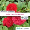 50 X Rosier Paysager Fairy Donkerrood En Godet 1 50 X Rosier Paysager Fairy Donkerrood En Godet -VIDAXL Soldes Magasin 6495cf97734e23.62558073