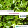 50 X Lierre D'irlande En Godet