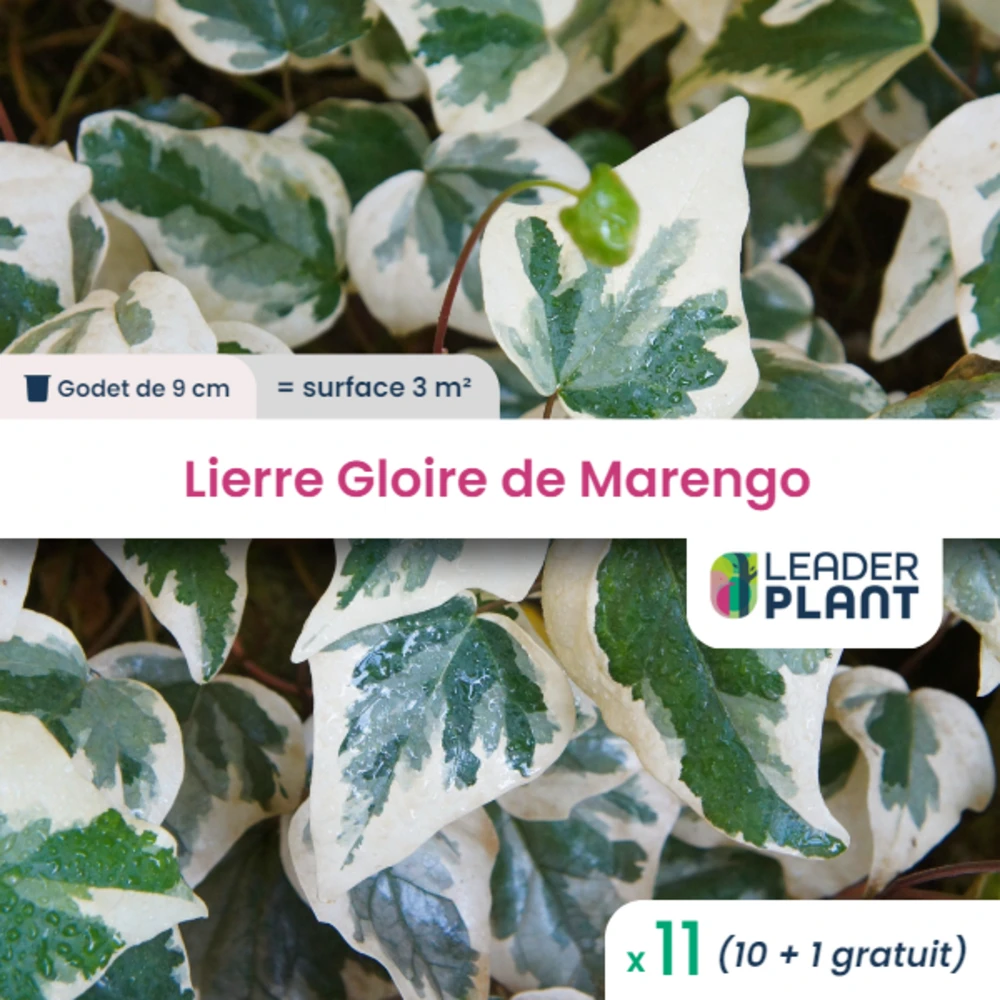 11 X Lierre Gloire De Marengo En Godet 3 11 X Lierre Gloire De Marengo En Godet