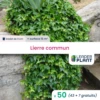 50 X Lierre Commun En Godet -VIDAXL Soldes Magasin 6495cfd04112a1.12768717