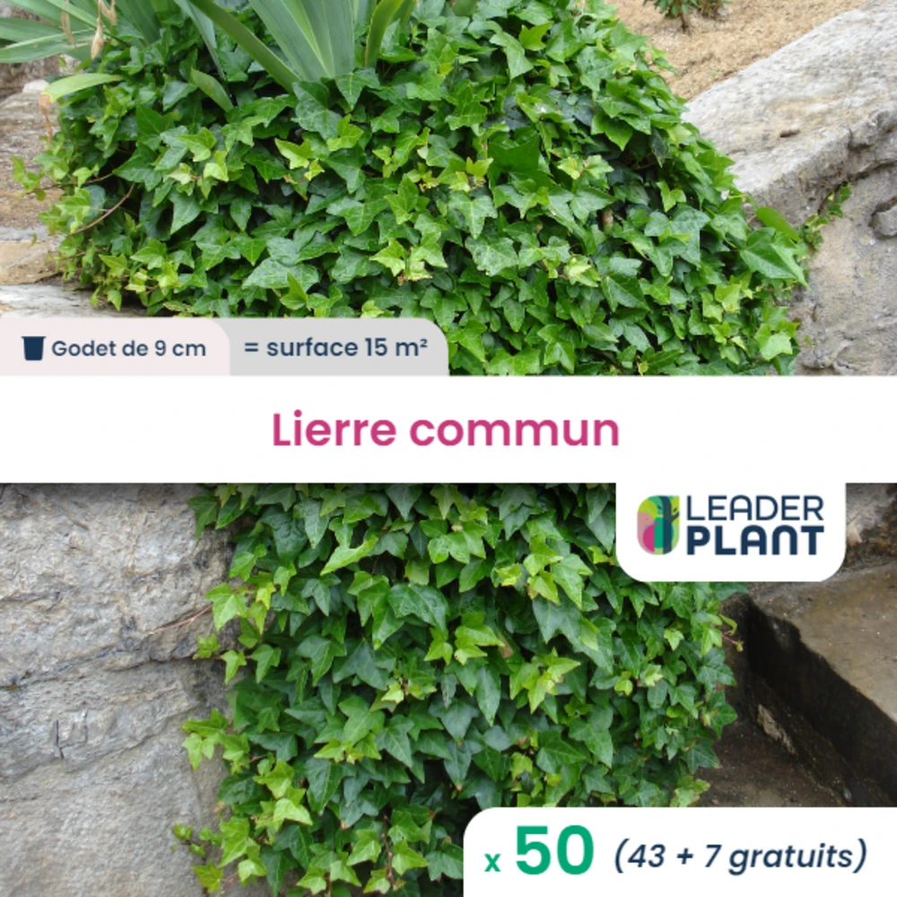 50 X Lierre Commun En Godet 3 50 X Lierre Commun En Godet