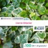 100 X Lierre Glacier En Godet -VIDAXL Soldes Magasin 6495cfd0b28b78.34552503