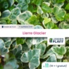 11 X Lierre Glacier En Godet 2 11 X Lierre Glacier En Godet -VIDAXL Soldes Magasin 6495cfd19ce645.88542606