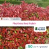 50 X Photinia Red Robin En Pot De 1 L -VIDAXL Soldes Magasin 6495d6b6d8cd22.29618206
