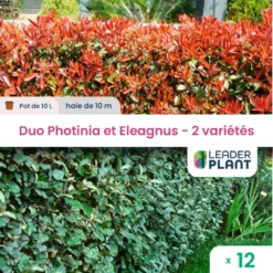 Duo De Lauriers Rouge Et Argent - 2 Variétés - Lot De 12 Plants En Pot De 10 L