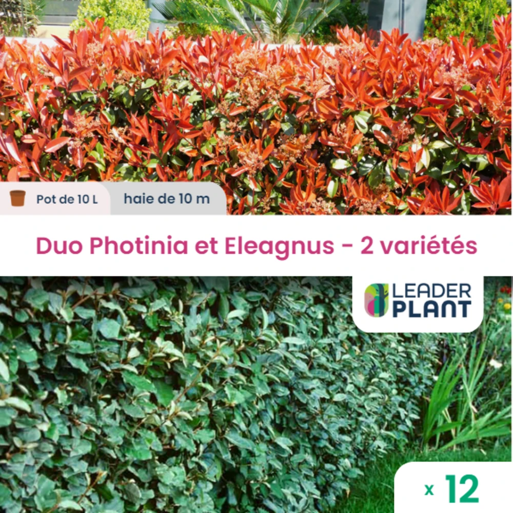 Duo De Lauriers Rouge Et Argent - 2 Variétés - Lot De 12 Plants En Pot De 10 L 3 Duo De Lauriers Rouge Et Argent - 2 Variétés - Lot De 12 Plants En Pot De 10 L