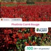 100 X Photinia Carré Rouge En Pot De 2 L 2 100 X Photinia Carré Rouge En Pot De 2 L -VIDAXL Soldes Magasin 6495d6b7b51234.91411799