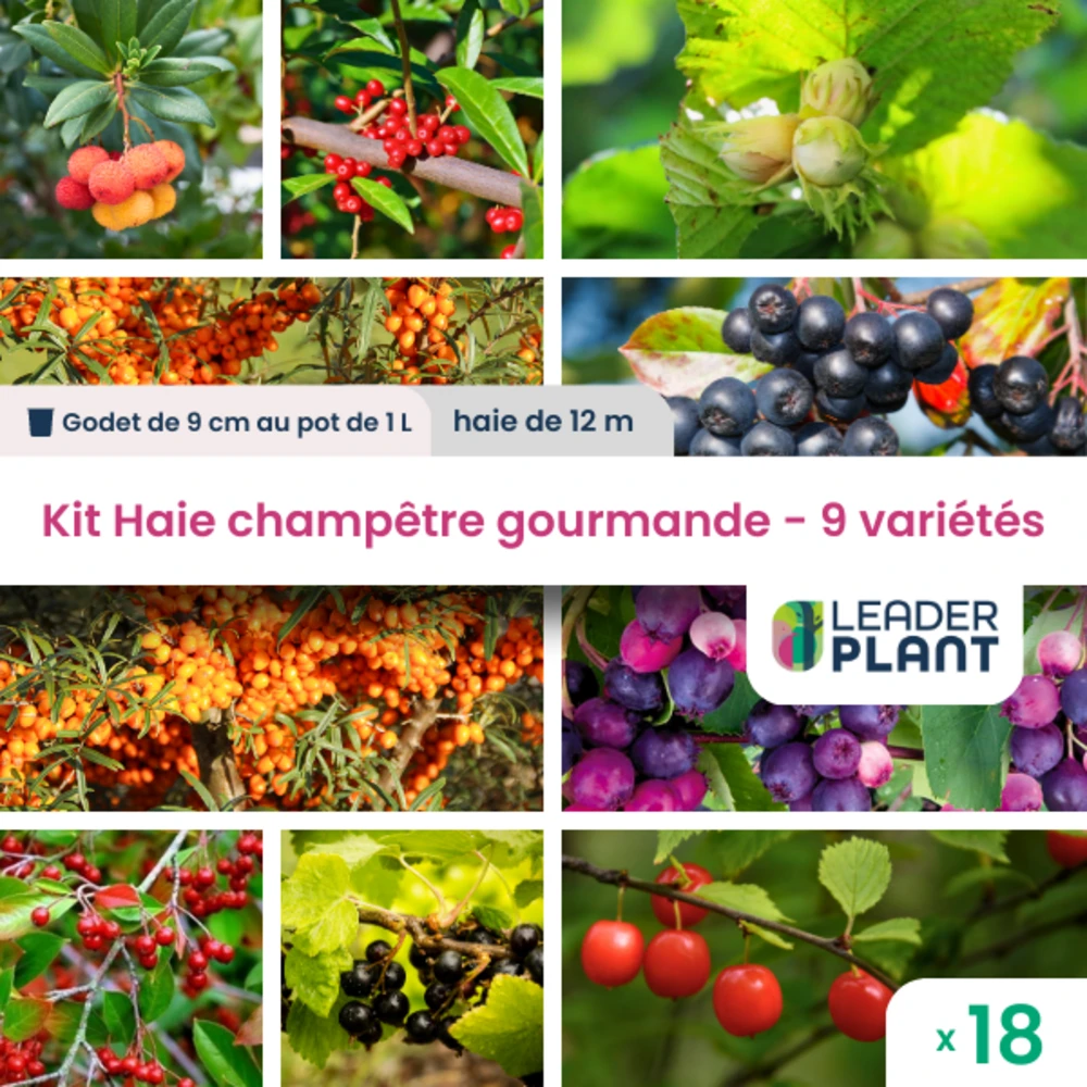 Kit Haie Champêtre Gourmande - 9 Variétés – Lot De 18 Plants En Godet Et Pot De 1l 3 Kit Haie Champêtre Gourmande - 9 Variétés – Lot De 18 Plants En Godet Et Pot De 1l