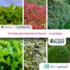 Kit Haie Persistante Et Fleurie 6 Variétés – Lot De 18 Plants En Pot De 4 L -VIDAXL Soldes Magasin 6495d6b8d179f4.18517274
