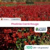 100 X Photinia Carré Rouge En Pot De 1 L -VIDAXL Soldes Magasin 6495d6bab9c753.50335941
