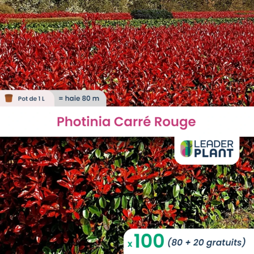 100 X Photinia Carré Rouge En Pot De 1 L 3 100 X Photinia Carré Rouge En Pot De 1 L