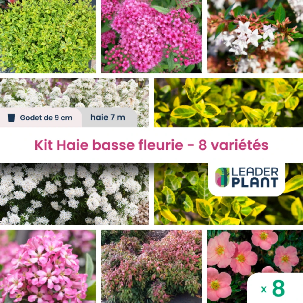 Kit Haie Basse Fleurie - 8 Variétés – Lot De 8 Plants En Godet 3 Kit Haie Basse Fleurie - 8 Variétés – Lot De 8 Plants En Godet