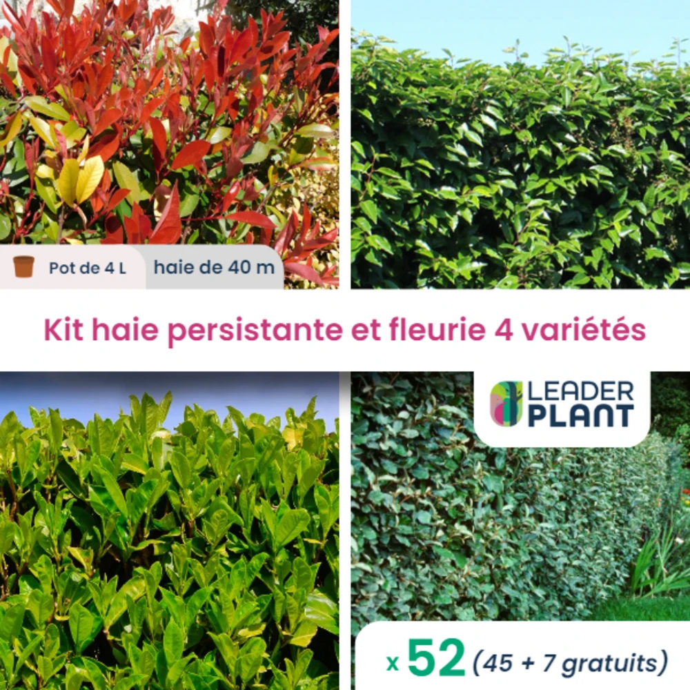Kit Haie Persistante Et Fleurie - 4 Variétés - Lot De 52 Plants En Pot De 4 L 3 Kit Haie Persistante Et Fleurie - 4 Variétés - Lot De 52 Plants En Pot De 4 L