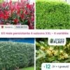 Haie Persistante 4 Saisons - Lot De 12 Plants En Pot De 4 L -VIDAXL Soldes Magasin 6495d6be655244.86949641