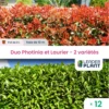 Duo Photinias Rouge Et Lauriers Verts – 2 Variétés – Lot De 12 Plants En Pot De 8 L -VIDAXL Soldes Magasin 6495d6bf877fa9.34835036