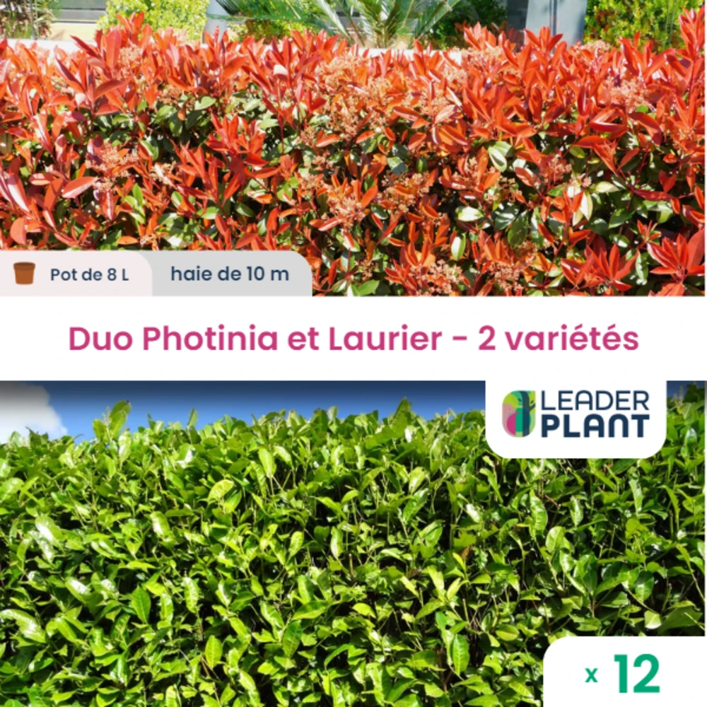 Duo Photinias Rouge Et Lauriers Verts – 2 Variétés – Lot De 12 Plants En Pot De 8 L 3 Duo Photinias Rouge Et Lauriers Verts – 2 Variétés – Lot De 12 Plants En Pot De 8 L