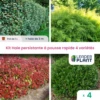 Kit Haie Persistante à Pousse Rapide – 4 Variétés - Lot De 4 Plants En Pot De 1 L 1 Kit Haie Persistante à Pousse Rapide – 4 Variétés - Lot De 4 Plants En Pot De 1 L -VIDAXL Soldes Magasin 6495d6bfdde112.23407930
