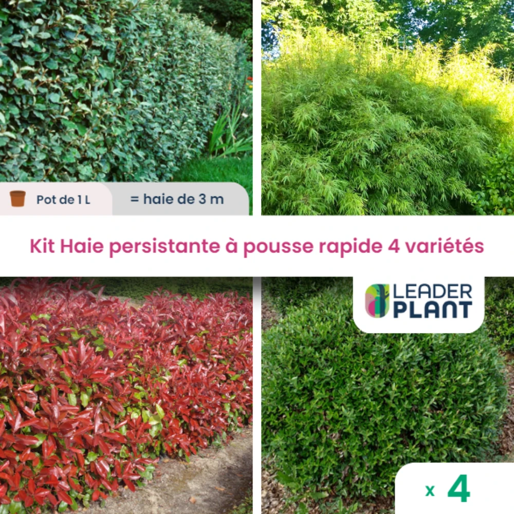 Kit Haie Persistante à Pousse Rapide – 4 Variétés - Lot De 4 Plants En Pot De 1 L 3 Kit Haie Persistante à Pousse Rapide – 4 Variétés - Lot De 4 Plants En Pot De 1 L