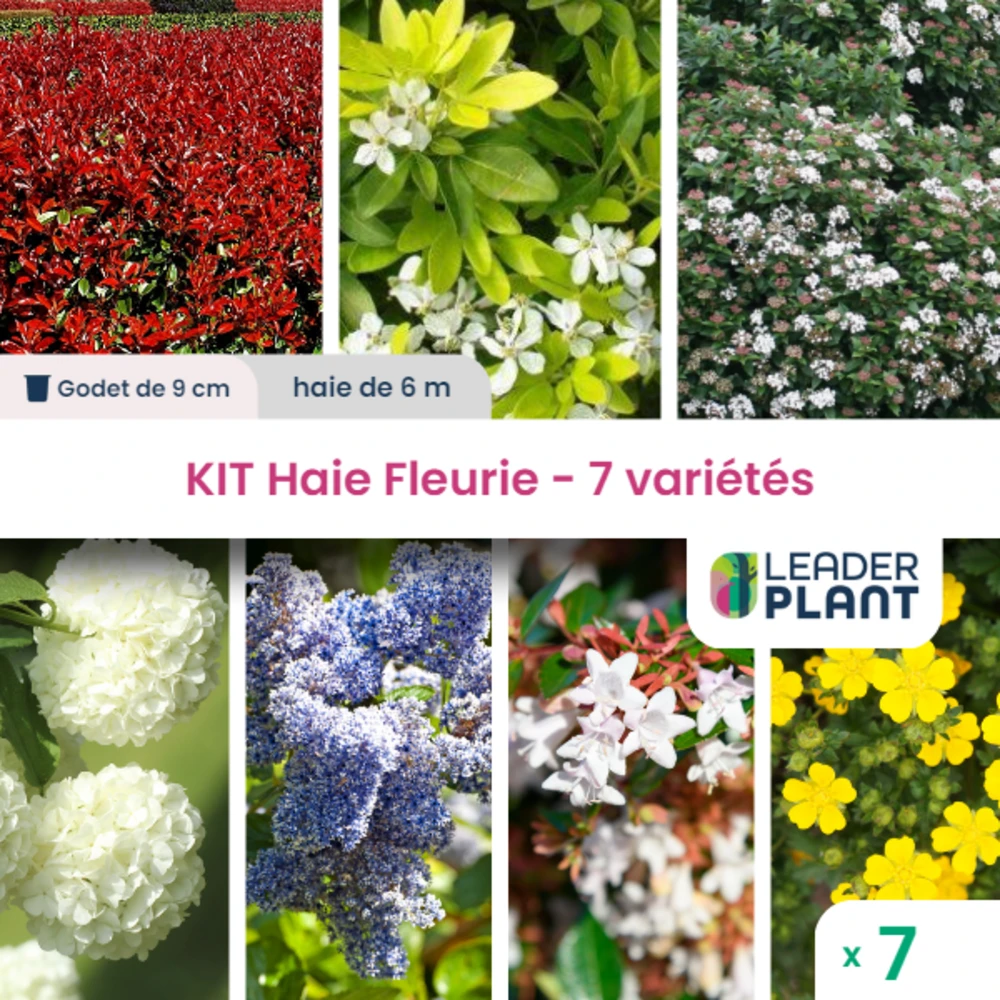 Kit Haie Fleurie 7 Variétés - Lot De 7 Plants En Godet 3 Kit Haie Fleurie 7 Variétés - Lot De 7 Plants En Godet