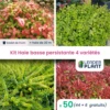 Kit Haie Basse Persistante - 4 Variétés - Lot De 50 Plants En Godet 1 Kit Haie Basse Persistante - 4 Variétés - Lot De 50 Plants En Godet -VIDAXL Soldes Magasin 6495d6c3aba3d6.85998371